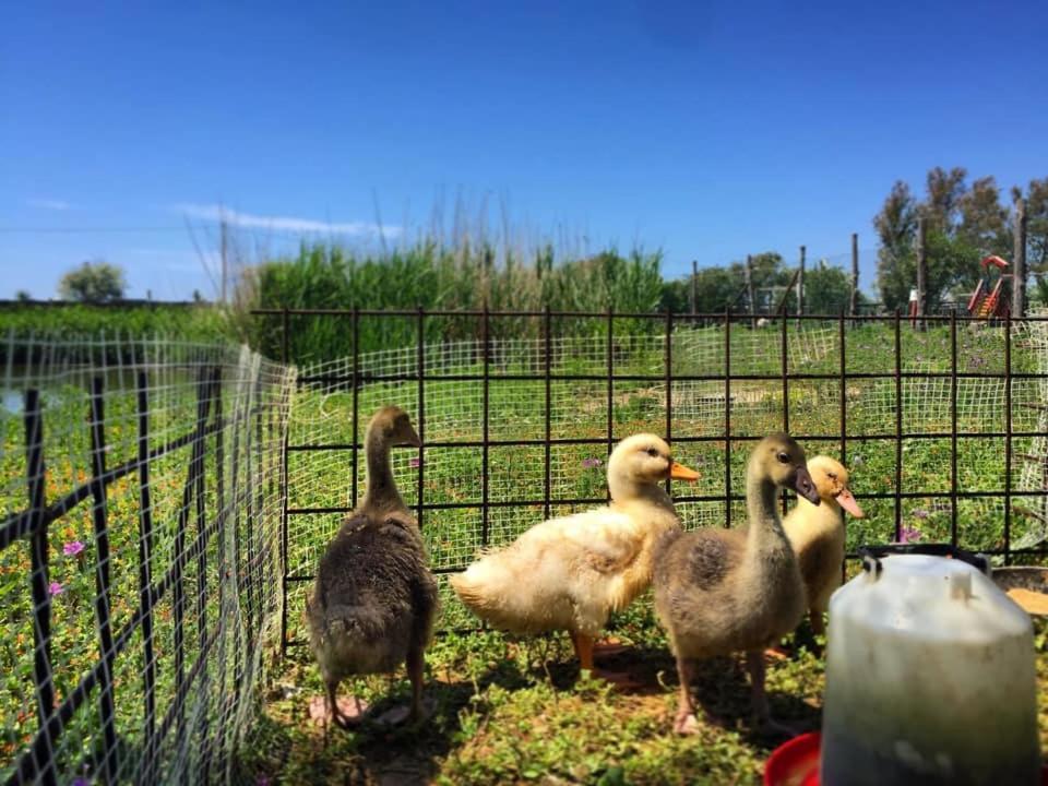 Camping Village Tuscia Tirrenica Tarquinia Exteriér fotografie