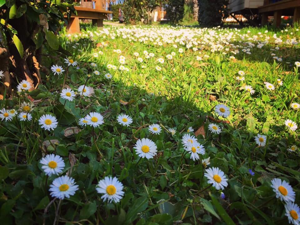 Camping Village Tuscia Tirrenica Tarquinia Exteriér fotografie